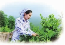 九游老哥J9俱乐部,油茶种植生产加工销售,植物油种植生产加工销售 九游老哥J9俱乐部,油茶种植生产加工销售,植物油种植生产加工销售