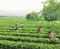 九游老哥J9俱乐部,油茶种植生产加工销售,植物油种植生产加工销售 九游老哥J9俱乐部,油茶种植生产加工销售,植物油种植生产加工销售
