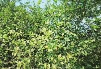 九游老哥J9俱乐部,油茶种植生产加工销售,植物油种植生产加工销售 九游老哥J9俱乐部,油茶种植生产加工销售,植物油种植生产加工销售